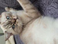 British blue point