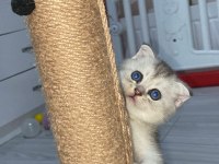 Scottish Fold Ve Scottish Straight Bebekler