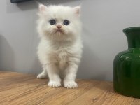 Mükemmel Peluş Gibi Dişi British Longhair Bebeğim