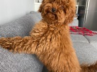 Toy poodle