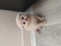 Scottish Fold ve Blue Point sahibinden kediler