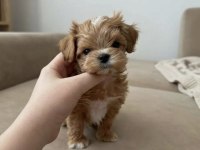 Tr de tek micro teacup maltipoo yavrusu