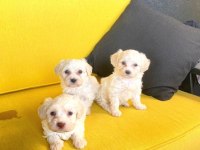 Ev Doğumu Maltipoo Yavrularımız