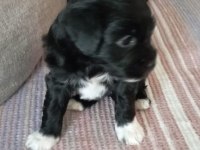 Orjinal Kısa Kuyruk Terrier Köpekler