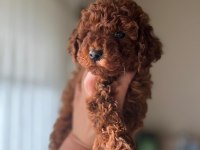 Sağlık ve ırk garantili toy poodle bebekler
