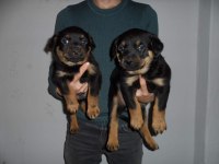Rottweiler Yavrular