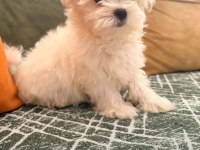 Minik bebek köpeklerimiz ilanda