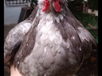 İSPENÇ HOROZ