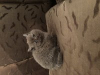 British shorthair yavrular
