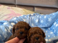 Kore Poodle bebekler ev dogumu