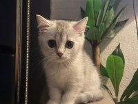 Boncuk gözlü british shorthair bebeğim