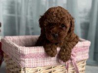 Kg Garantili Toy Poodle Bebeklerim