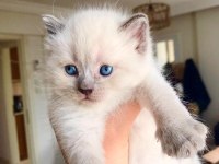 Scottish ve british shorthair yavrular yuvalarını bekliyor
