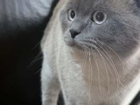 Erkek 1 Yaşında Scottish Fold