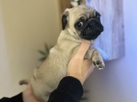 Pug Mops Üst kalite Erkek Yavrumuz