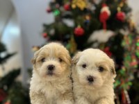 Sevimli Maltipoo bebeklerim