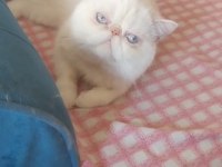 Erkek exotic shorthair