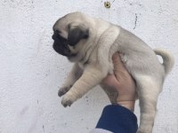 Üst segment pug mops yavrular isteyen