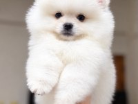 KARTOPU GİBİ POMERANİAN BOO