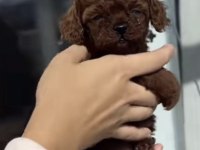 Toy Poodle Köpeği