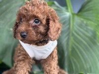 Toy Poodle Köpeği