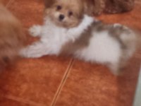 POMAPOO BEBEKLER