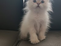 Mükemmel british longhair erkek