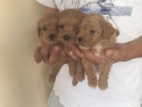 Mükemmel Kalite Bebek Yüzlü Maltipoo Yavrularımız