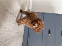 Poodle dişi 3 aylık