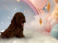 RED BROWN TOY POODLE YAVRULAR
