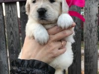 Golden Retriever Gelip Görerek Alabilirsiniz