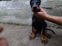 A scr üst düzey doberman yavruları