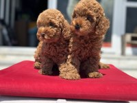 Yasal ruhsatlı çiftlikde ziyarete açık toy poodle