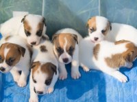 JACK RUSSEL YAVRULARI