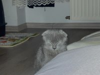 Yavru Scottish Fold