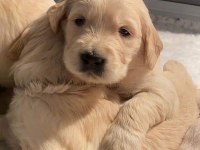 Safkan golden retriever yavrular