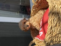 Kore Baby Face Maltipoolar Tüy Dökmez Koku Yapmaz