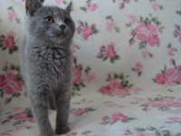 British shorthair yavrular
