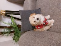 Bebek maltipoo