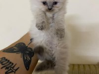 4 blue point yavru kediler