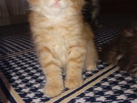 Rus kanı maine coon yavrular