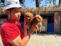 Sevgi dolu ailelerimiz için poodle bebekler