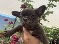 TRde Tek Chocolate (çikolata) Renk French Bulldog