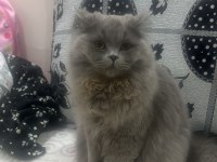 Dişi kedime eş arıyorum