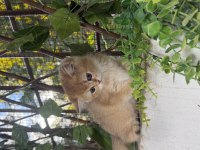 Muhteşem British Longhair ve British Shorthair yavrular