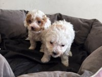 Maltipoo Yavrularıma Yuva Arıyorum