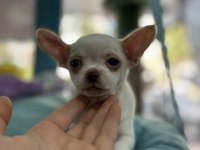 2 aylık 1 dişi ve 1 erkek chihuahua yavrular