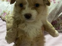 Maltipoo şekerleri yeni yuvasını arıyor