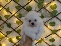 Pomeranian boo yavrularım