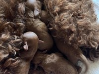 25.04.2025 Doğumlu 2 Erkek Ve 2 Dişi Toy Poodle Max 3 Kg